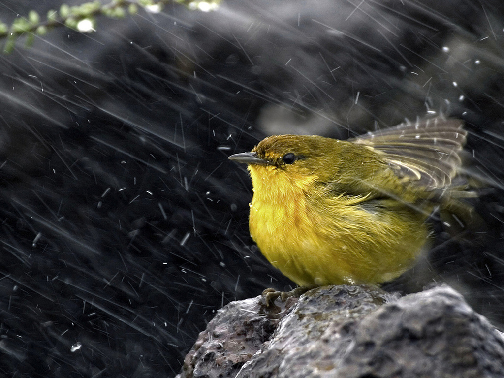 ,  , , , Yellow warbler