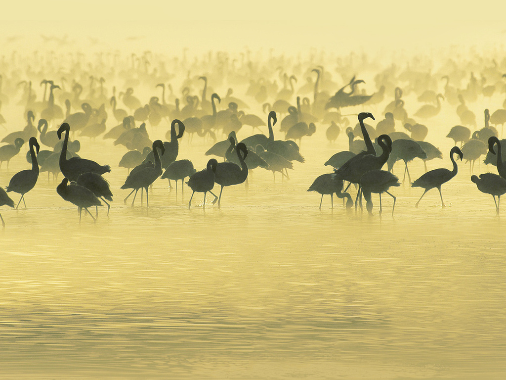 flamingos, , , Studying, south, africa, , 