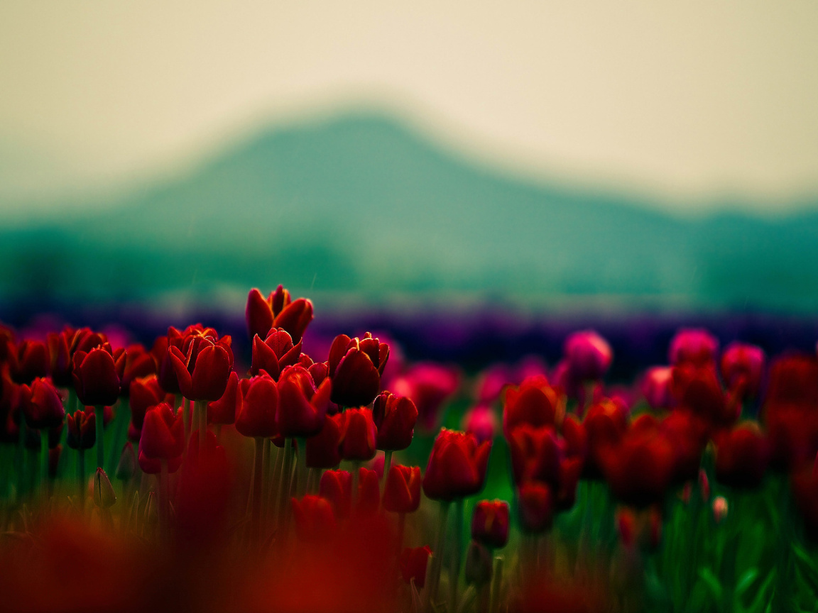 , , , ,  , tulips