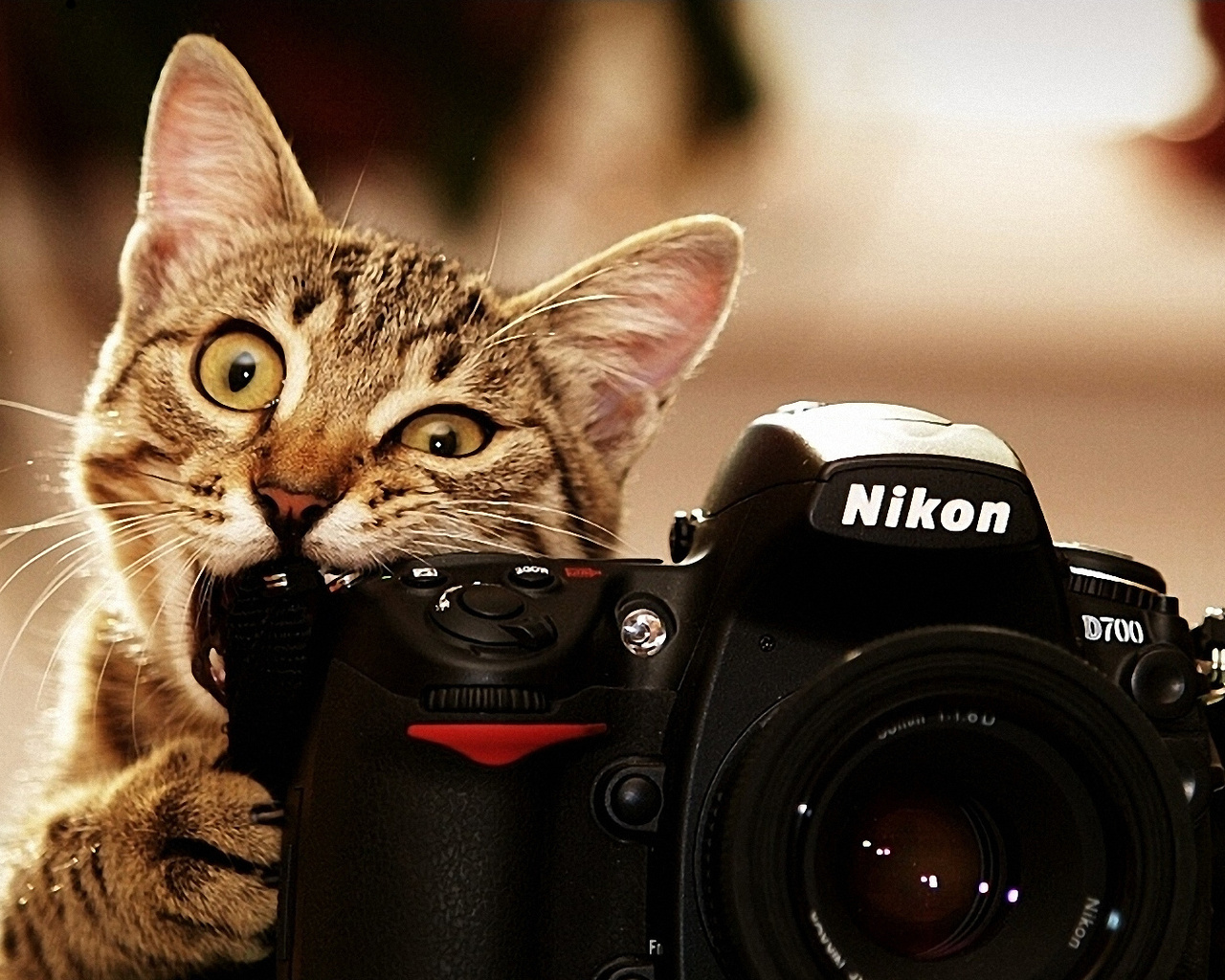 , nikon, , 