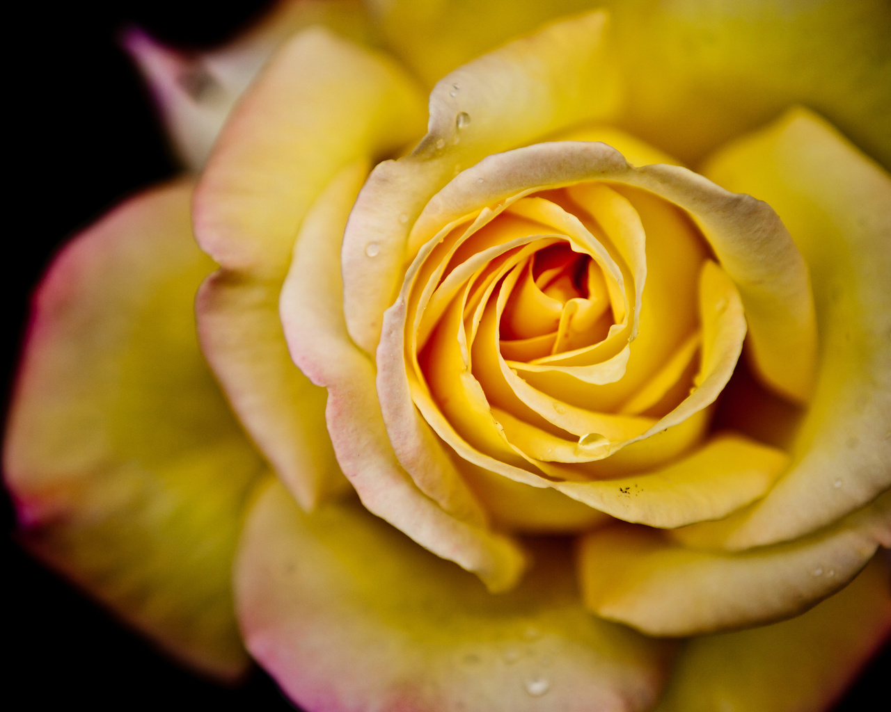 , macro, , flower, , rose, , , 