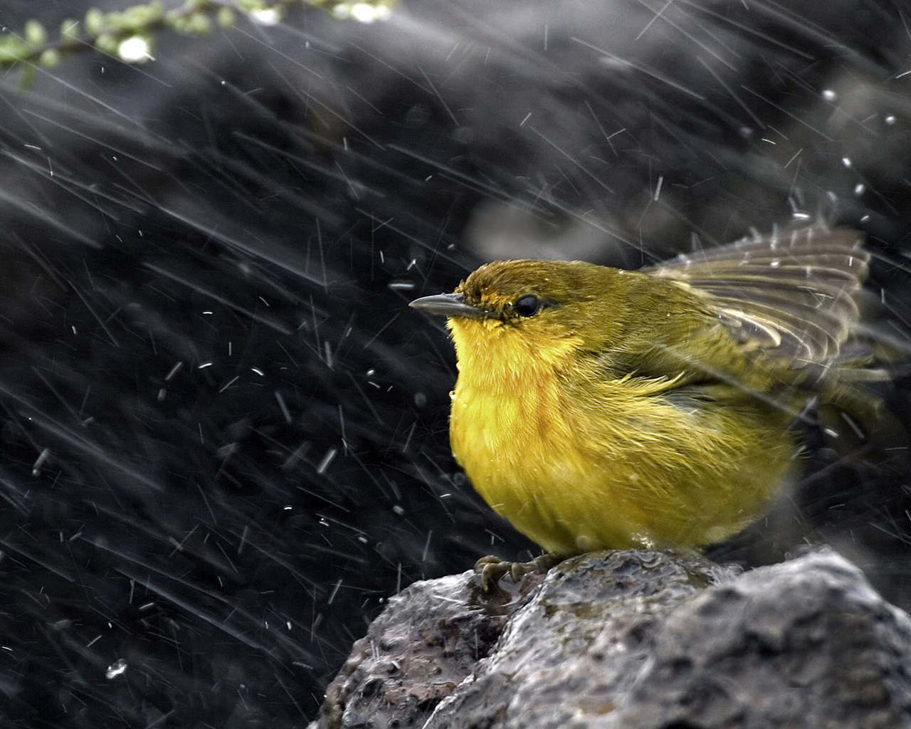 ,  , , , Yellow warbler