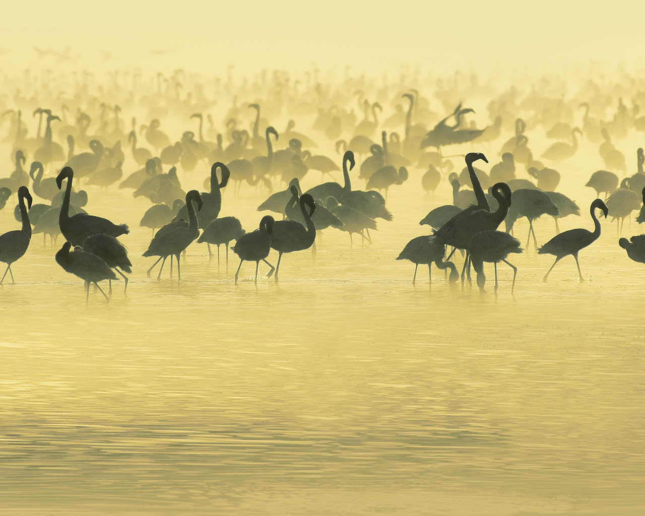 flamingos, , , Studying, south, africa, , 