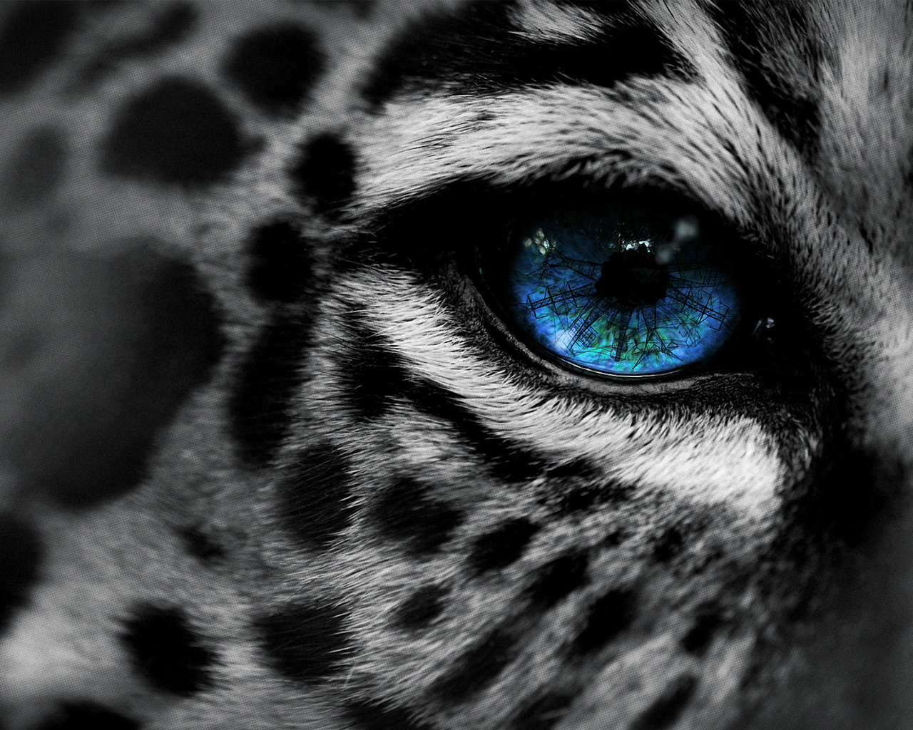 , by, eg-art, eye, , Leopard, 