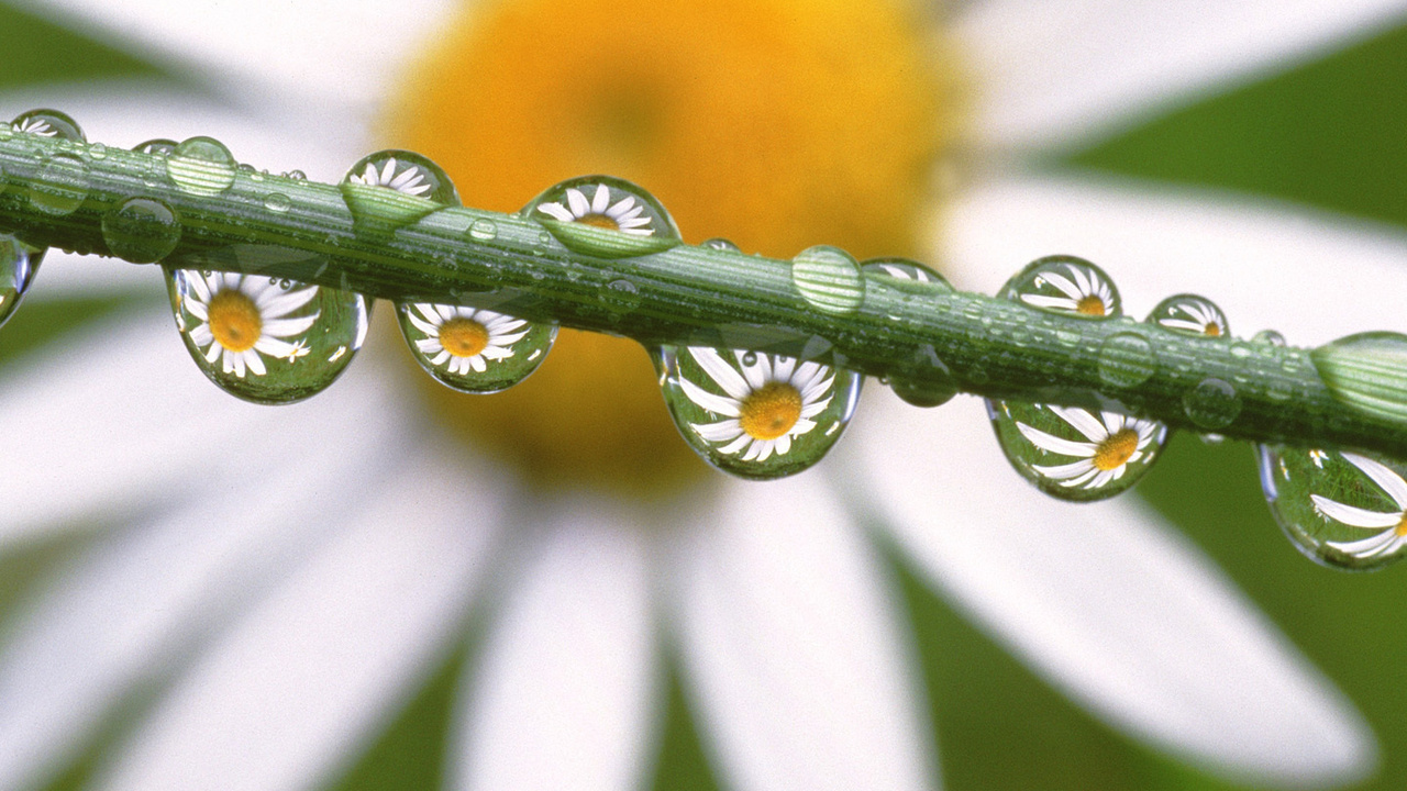 , , , Daisies in the dewdrops
