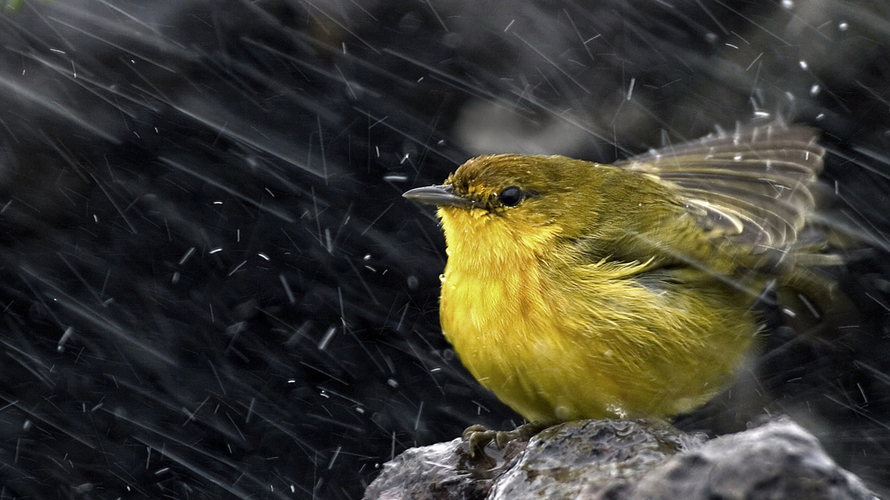 ,  , , , Yellow warbler