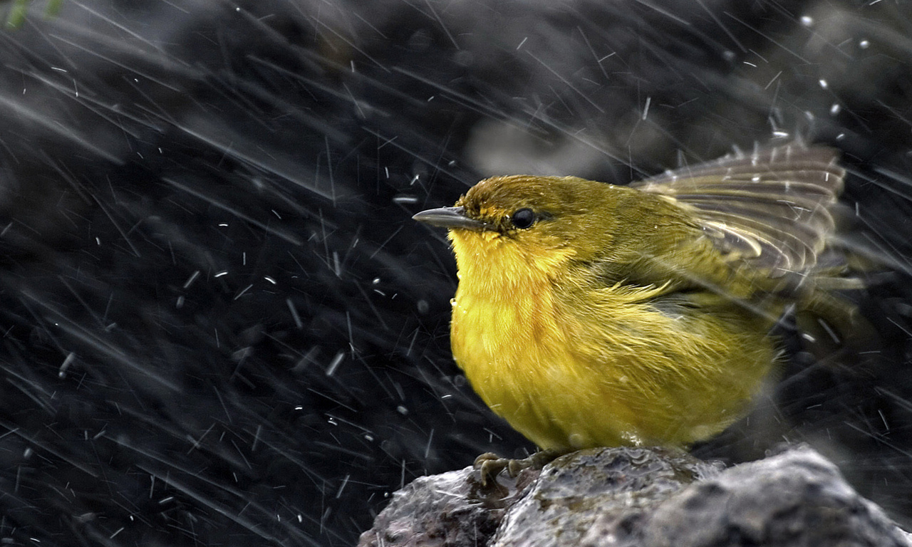 ,  , , , Yellow warbler