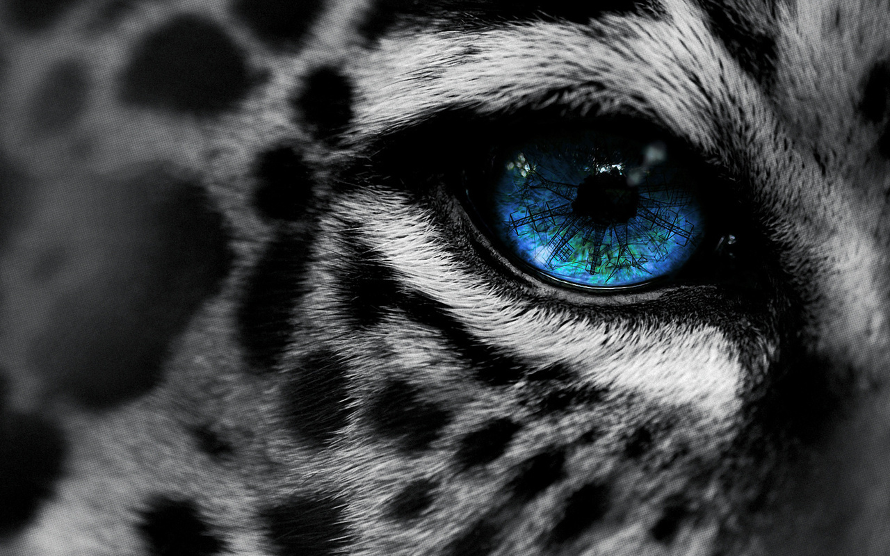 , by, eg-art, eye, , Leopard, 