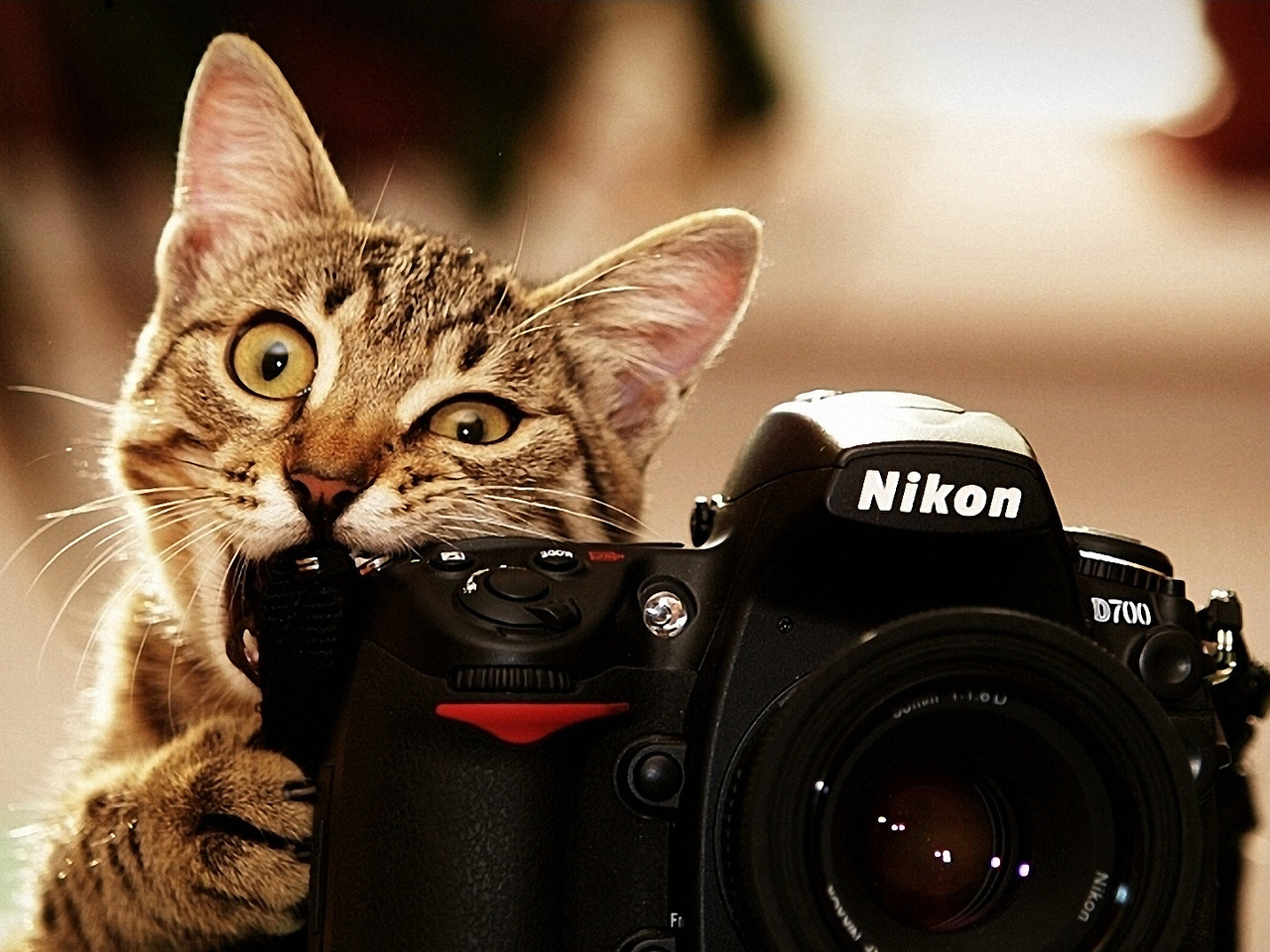 , nikon, , 