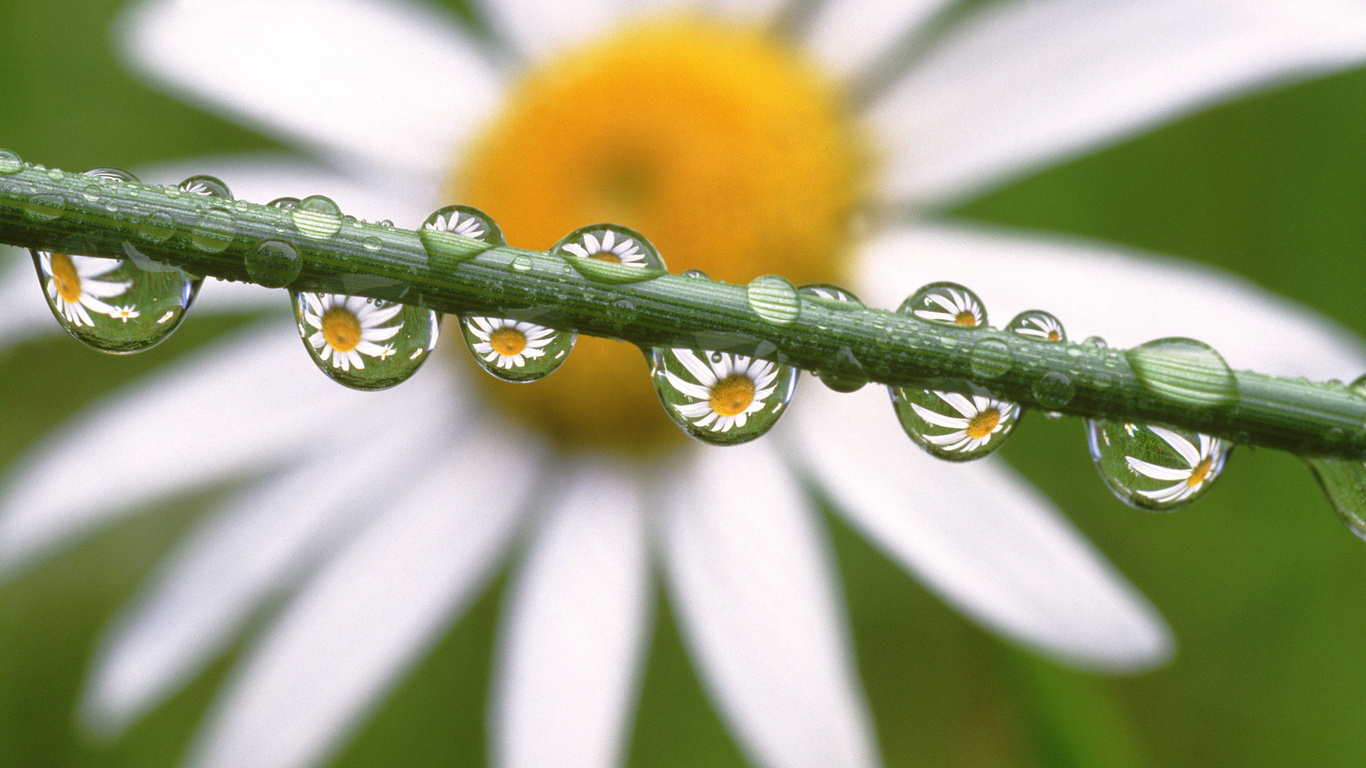 , , , Daisies in the dewdrops