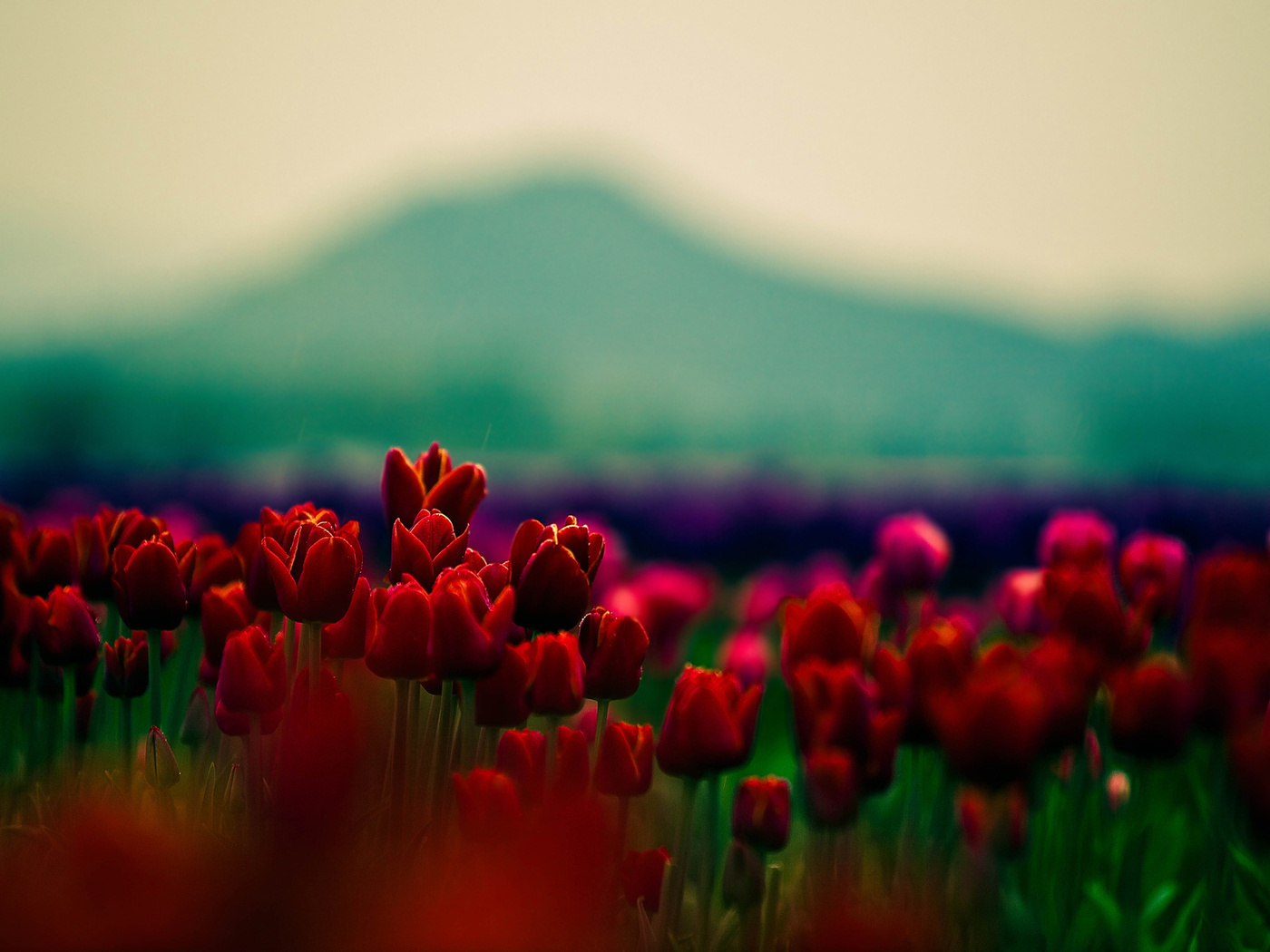 , , , ,  , tulips