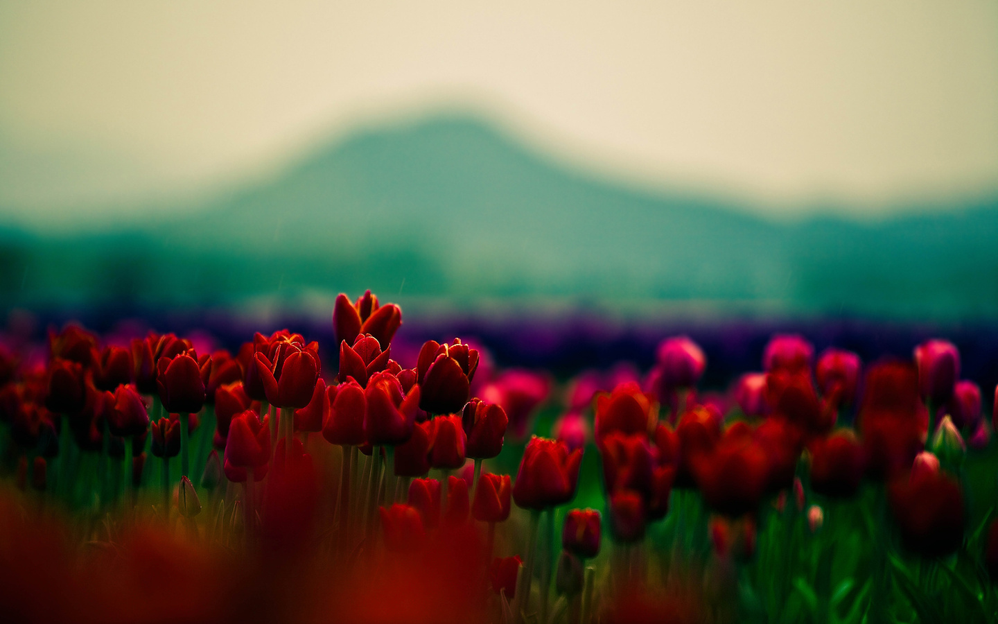 , , , ,  , tulips