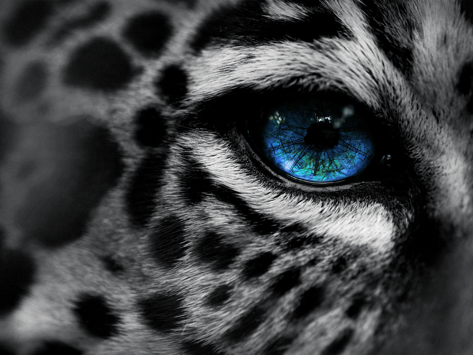 , by, eg-art, eye, , Leopard, 