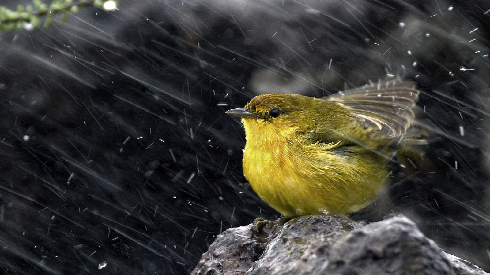 ,  , , , Yellow warbler