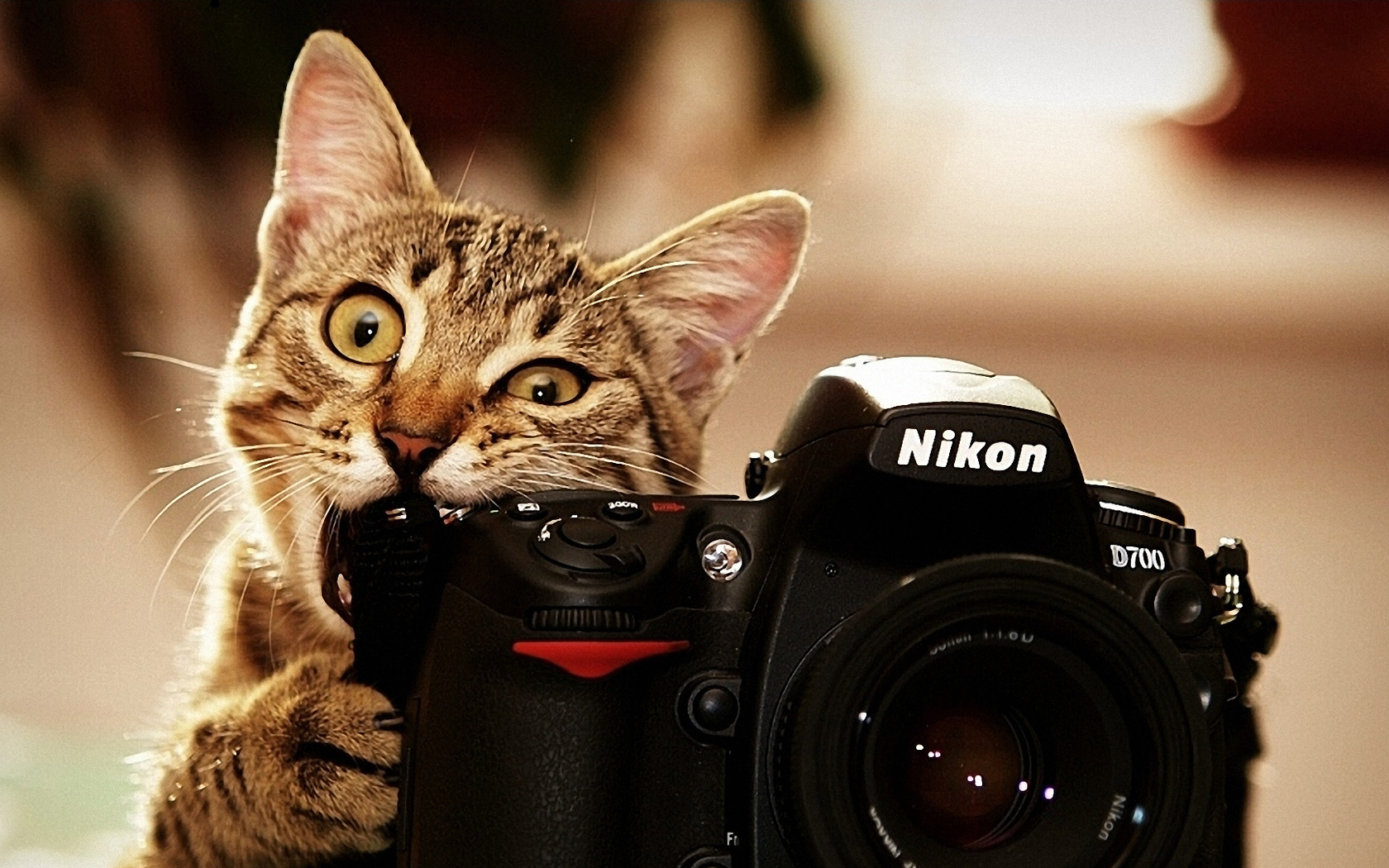 , nikon, , 