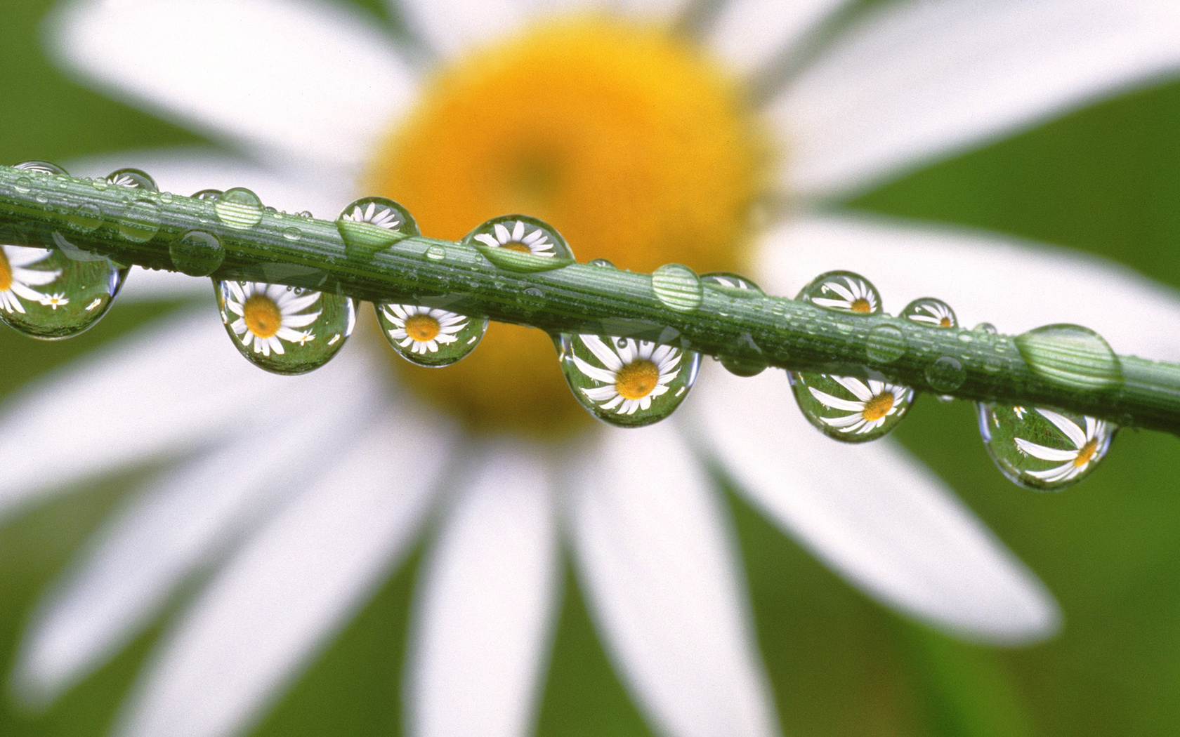 , , , Daisies in the dewdrops