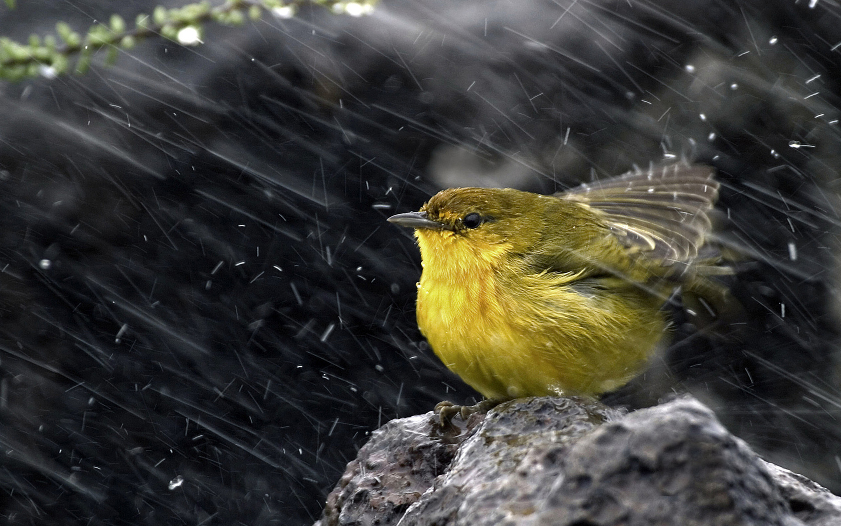 ,  , , , Yellow warbler