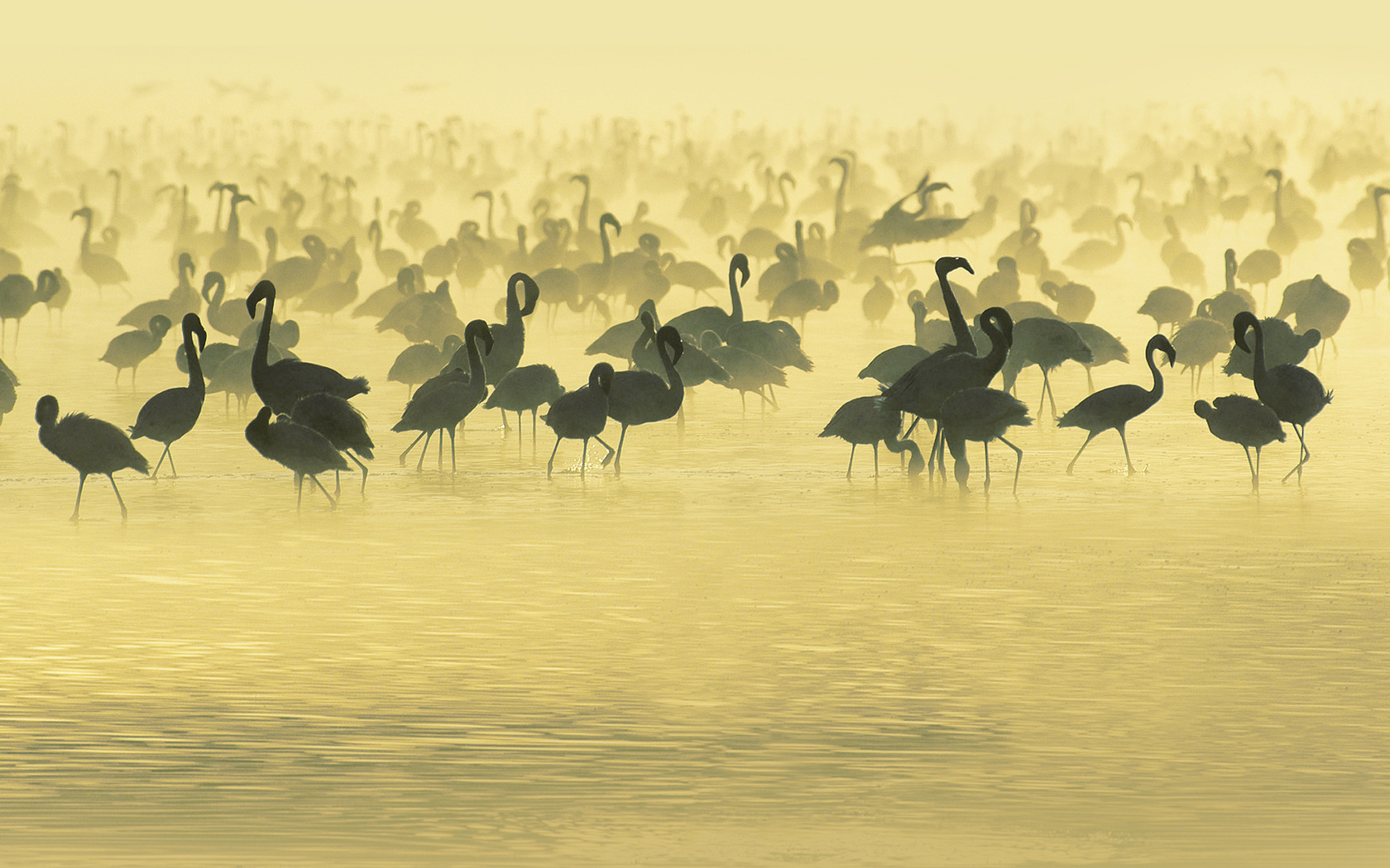 flamingos, , , Studying, south, africa, , 