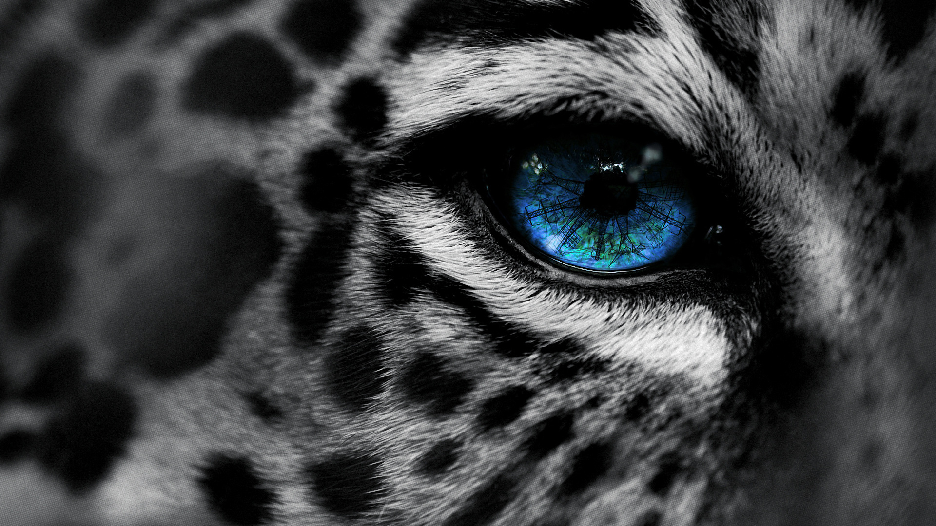 , by, eg-art, eye, , Leopard, 