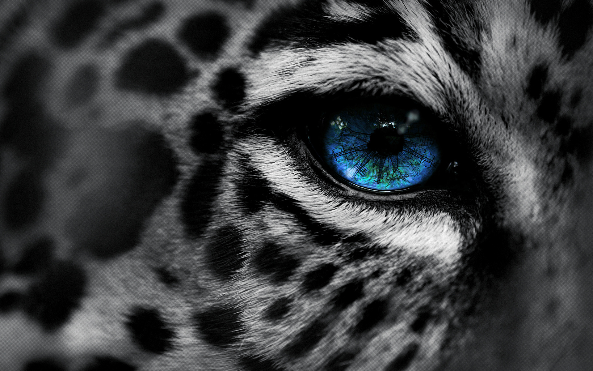 , by, eg-art, eye, , Leopard, 