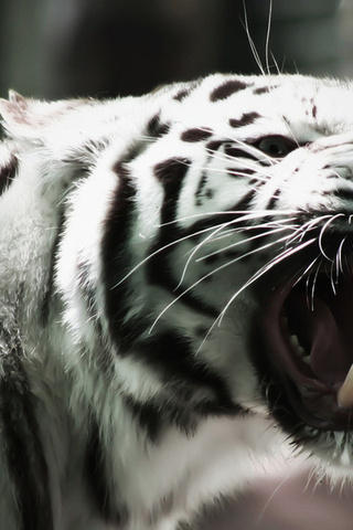 white tiger, albino, , cat, , ,  , 