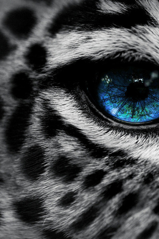 , by, eg-art, eye, , Leopard, 