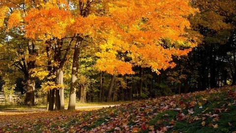 autumn colors, , , ,  