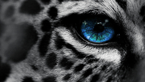 , by, eg-art, eye, , Leopard, 