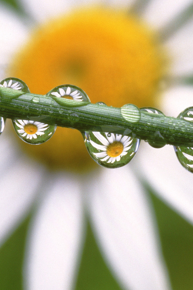 , , , Daisies in the dewdrops