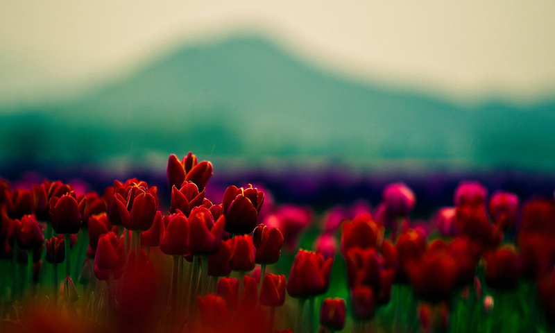 , , , ,  , tulips