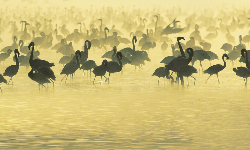 flamingos, , , Studying, south, africa, , 