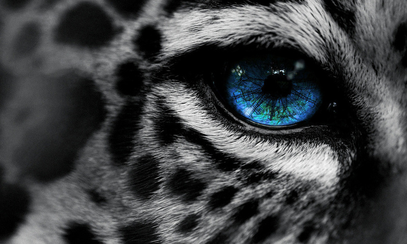 , by, eg-art, eye, , Leopard, 