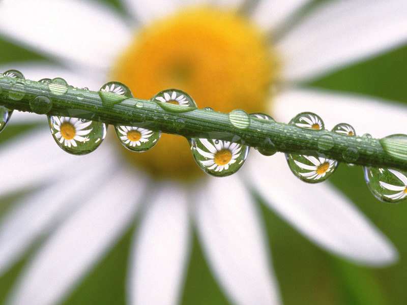 , , , Daisies in the dewdrops