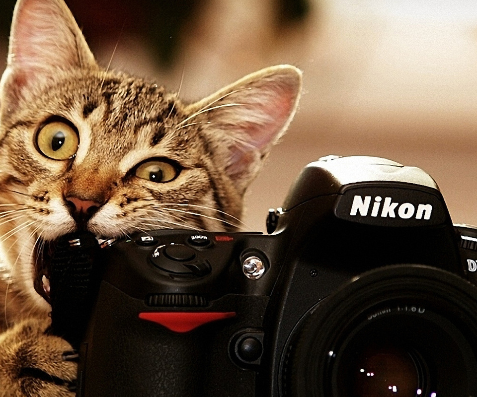 , nikon, , 