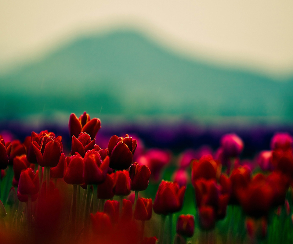 , , , ,  , tulips