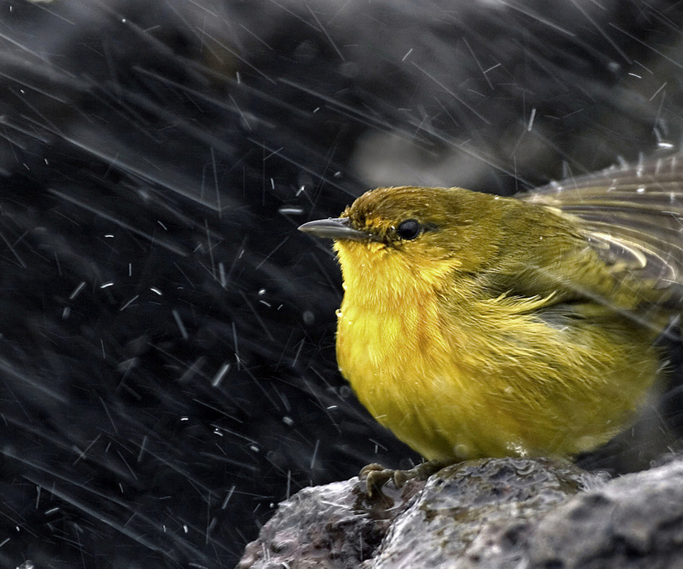 ,  , , , Yellow warbler