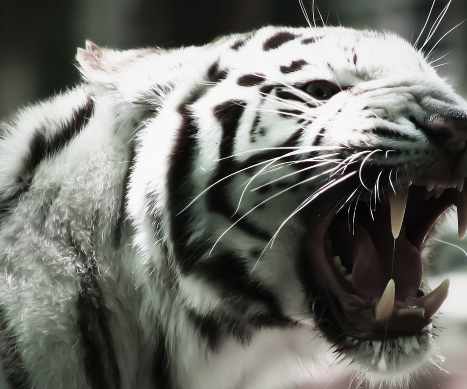 white tiger, albino, , cat, , ,  , 