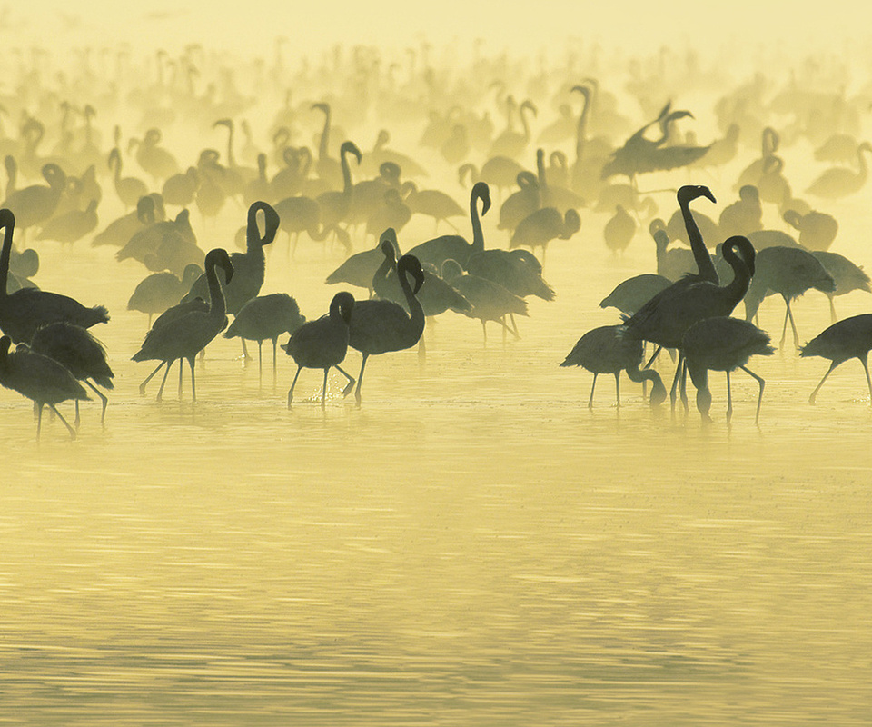 flamingos, , , Studying, south, africa, , 