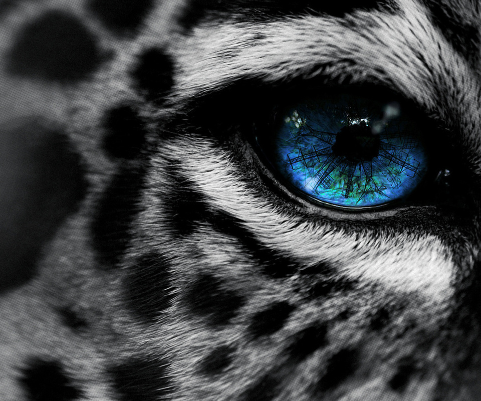 , by, eg-art, eye, , Leopard, 