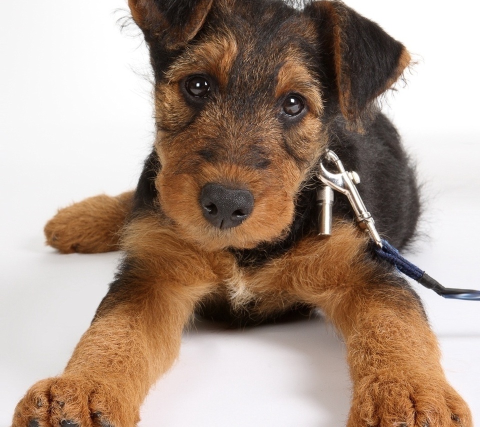 , , Airedale terrier, , 