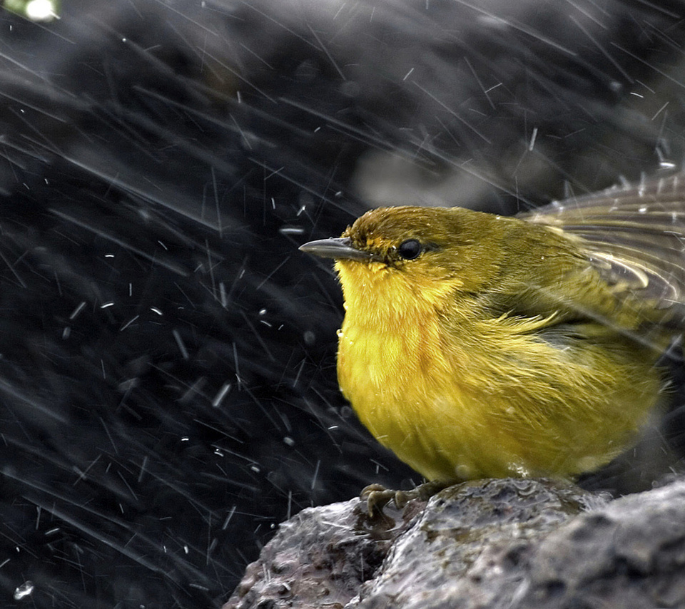 ,  , , , Yellow warbler