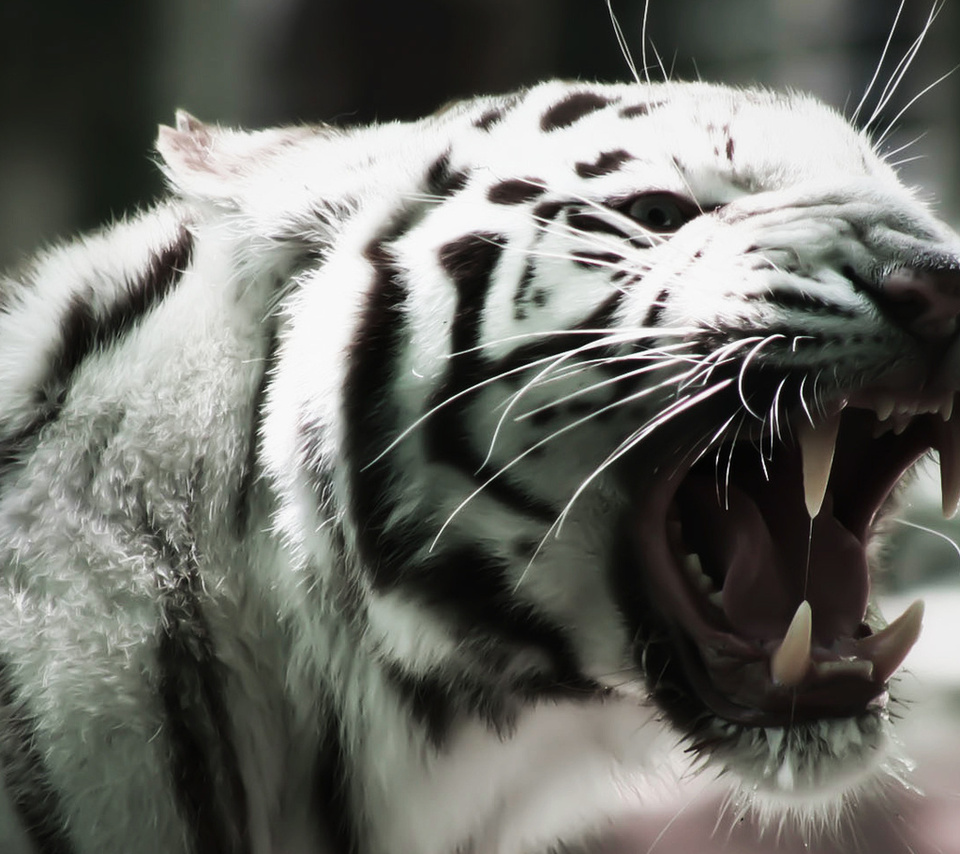 white tiger, albino, , cat, , ,  , 