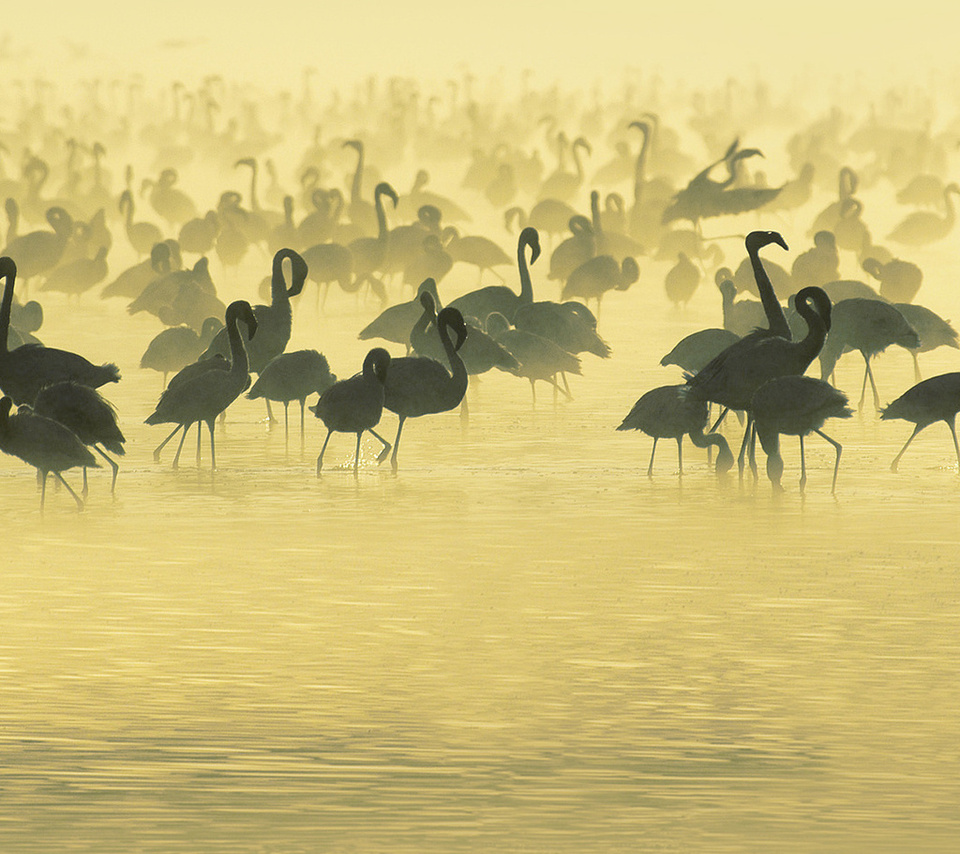flamingos, , , Studying, south, africa, , 