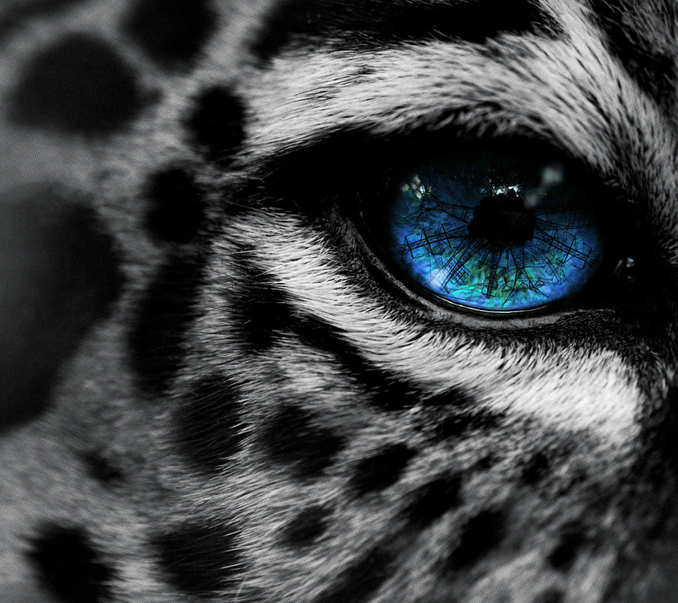 , by, eg-art, eye, , Leopard, 