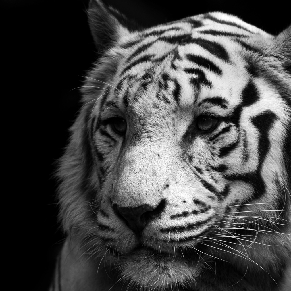 white, , , , , tiger