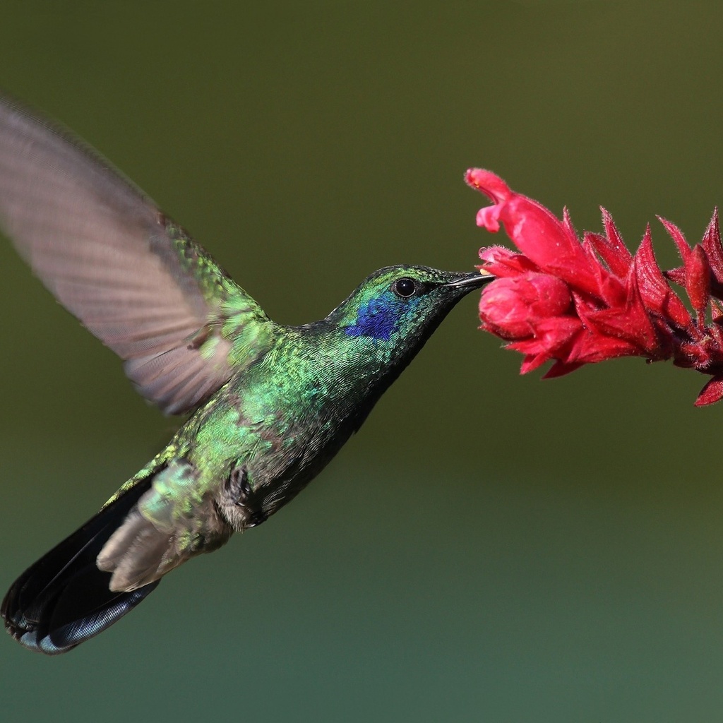 , Bird, , hummingbird, , 