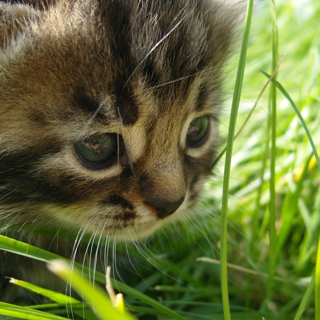 grass, in, the, , cat, Baby