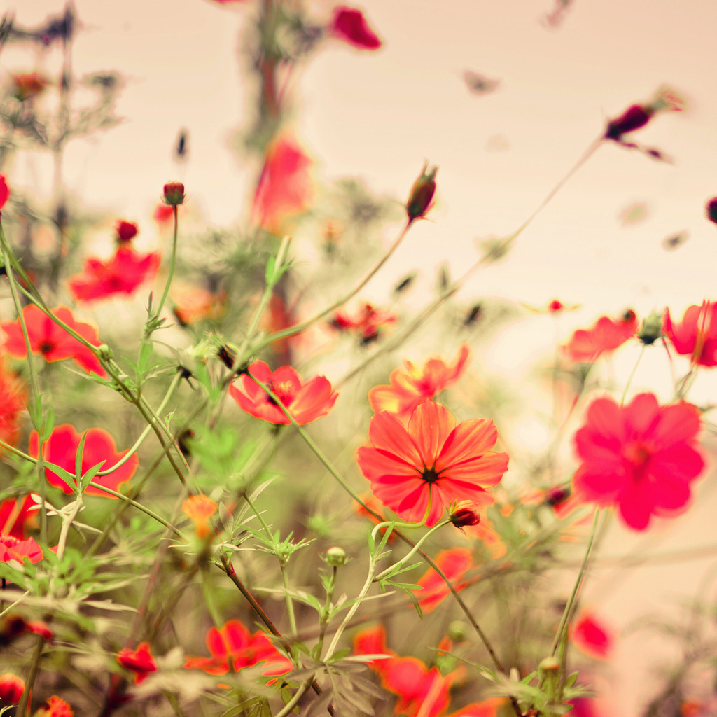 flowers, , 