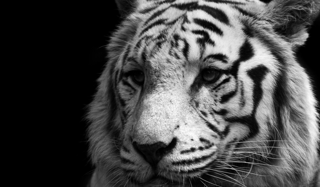 white, , , , , tiger