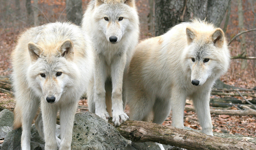 , , , , wolfs